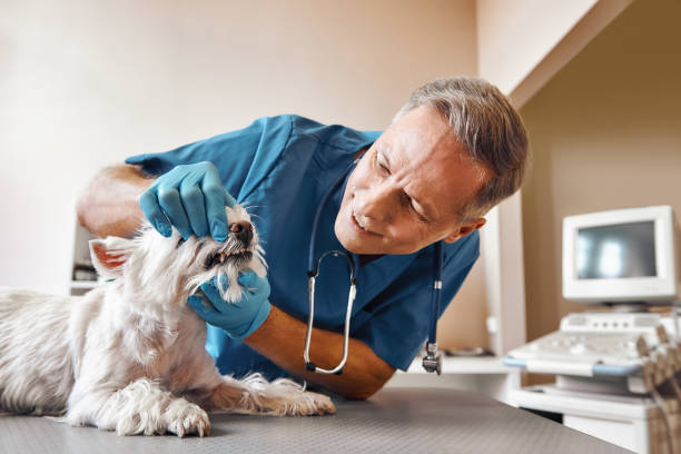 Best Cosmetic Emergency Dentistry in Perryville, MO